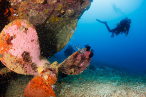 Wrack Peltastis DIVE CENTER KRK