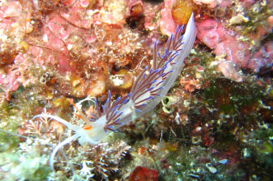 Schnecke Mafia Bucht Plavnik Krk